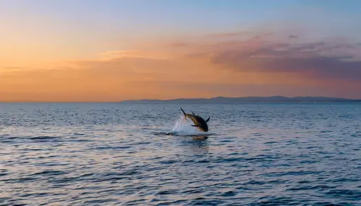 Tunen springer igen i Øresund