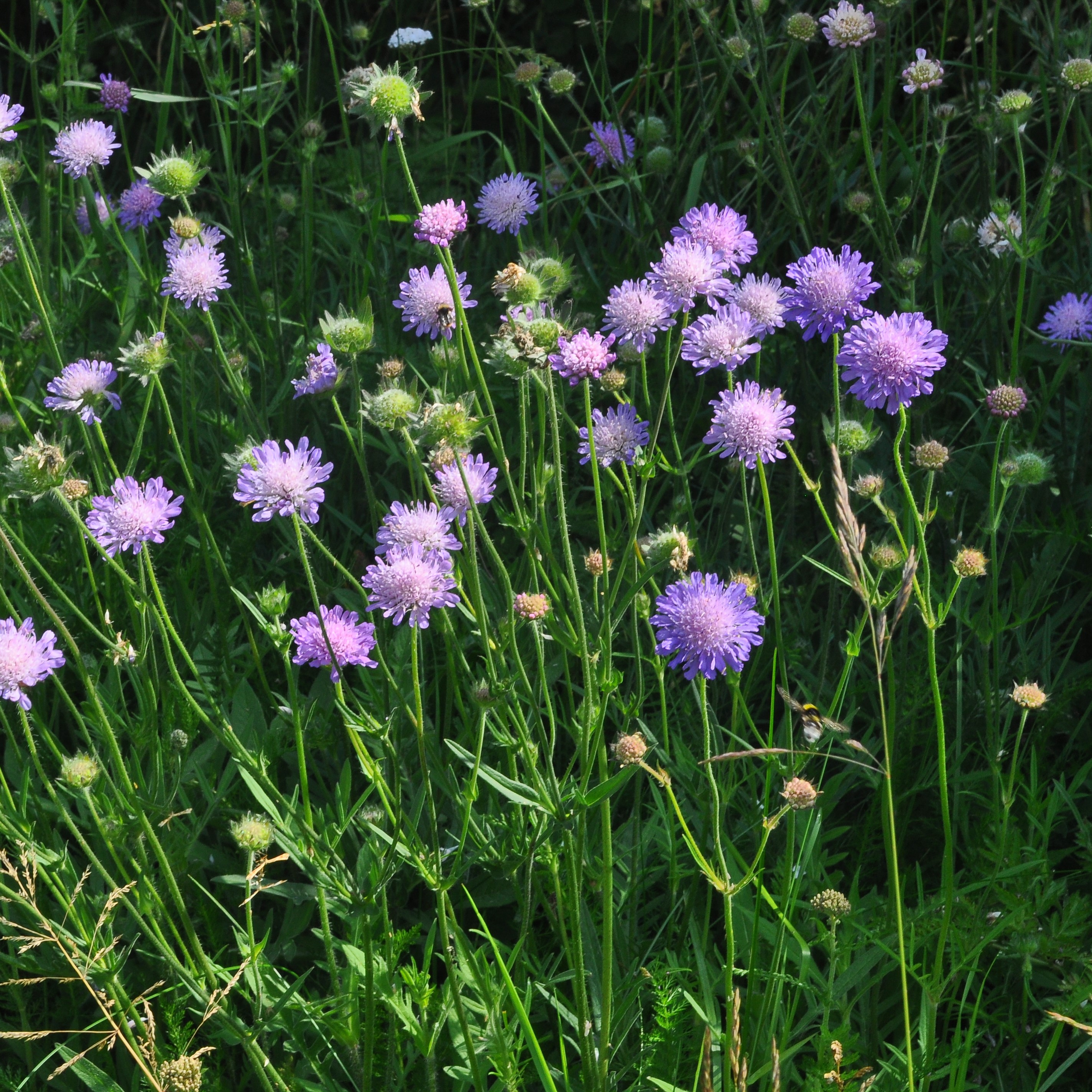  Blåhat (Knautia arvensis)