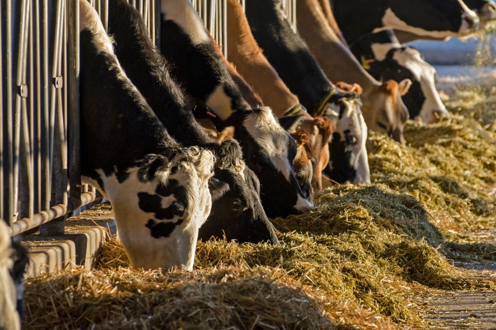 Hvad er en CO2-afgift?