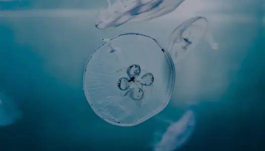 CO2 i havene truer alt liv i havet