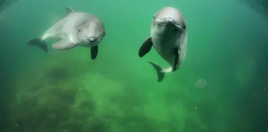 Vær med til at gøre en forskel for havet