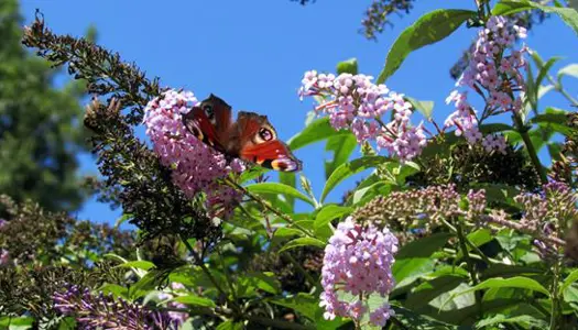 2) Plant træer og buske