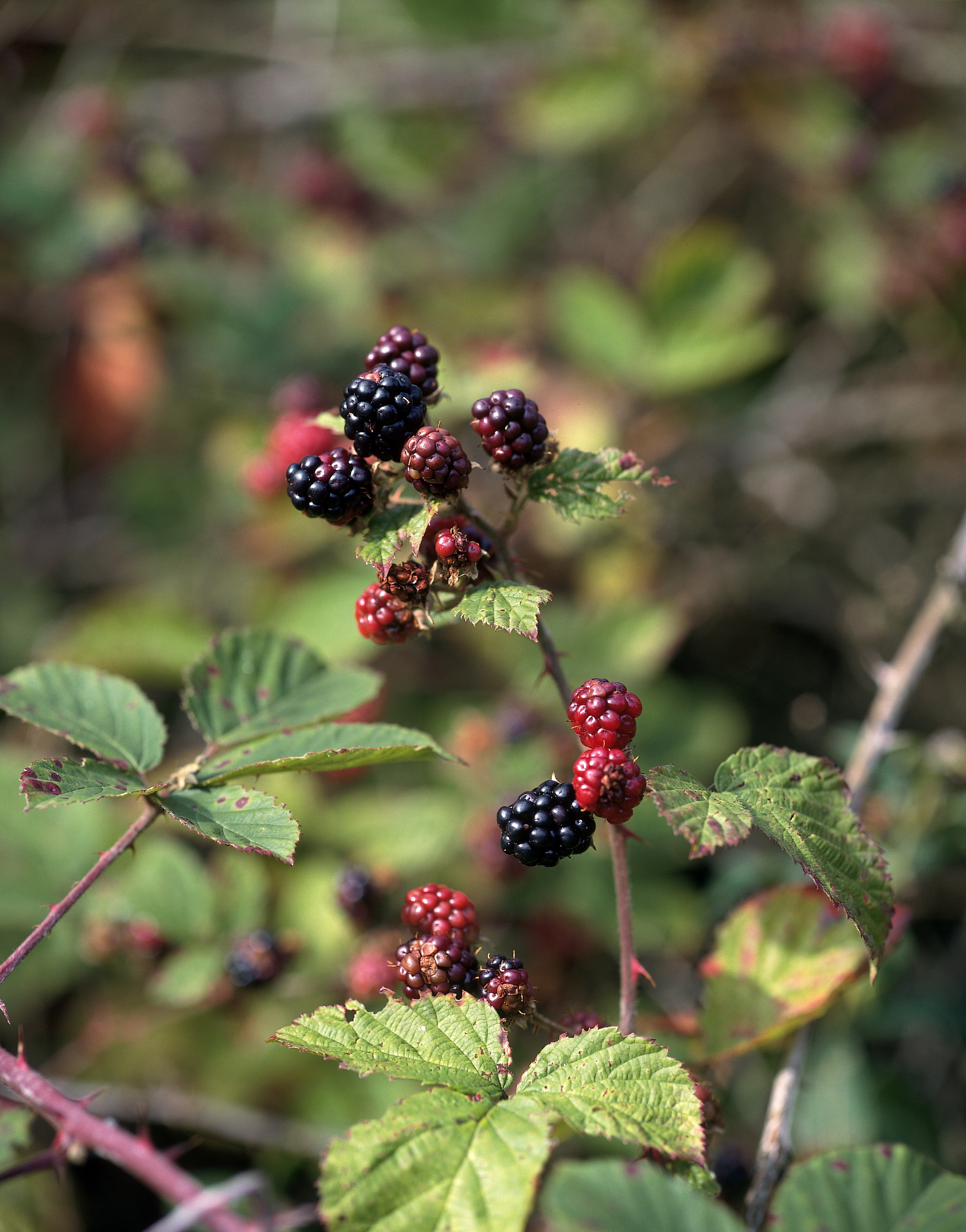 2) Frugttræer og bærbuske er godt