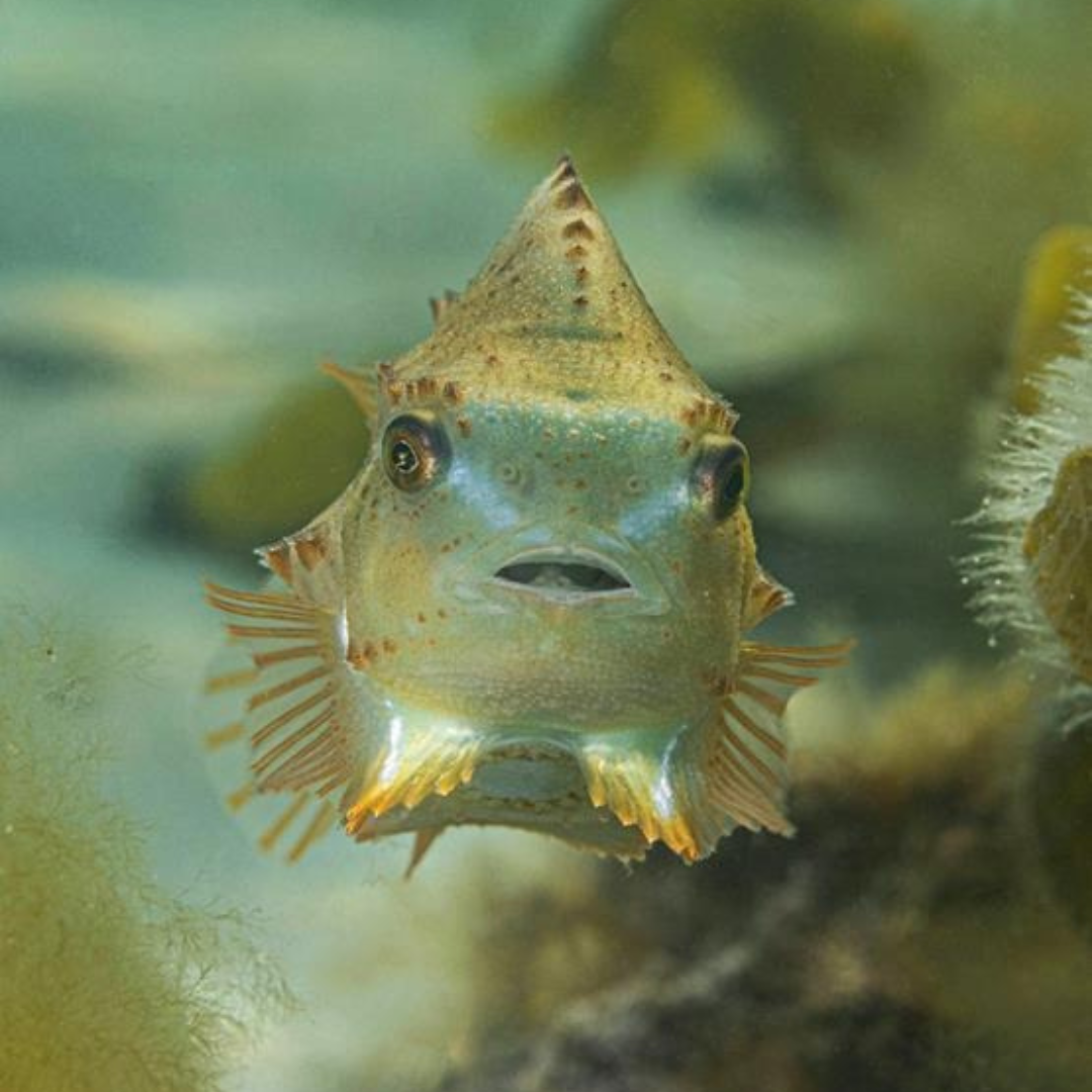 Derfor har havet brug for din hjælp