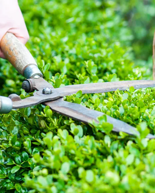  1) Vent med at beskære hække og buske til efteråret