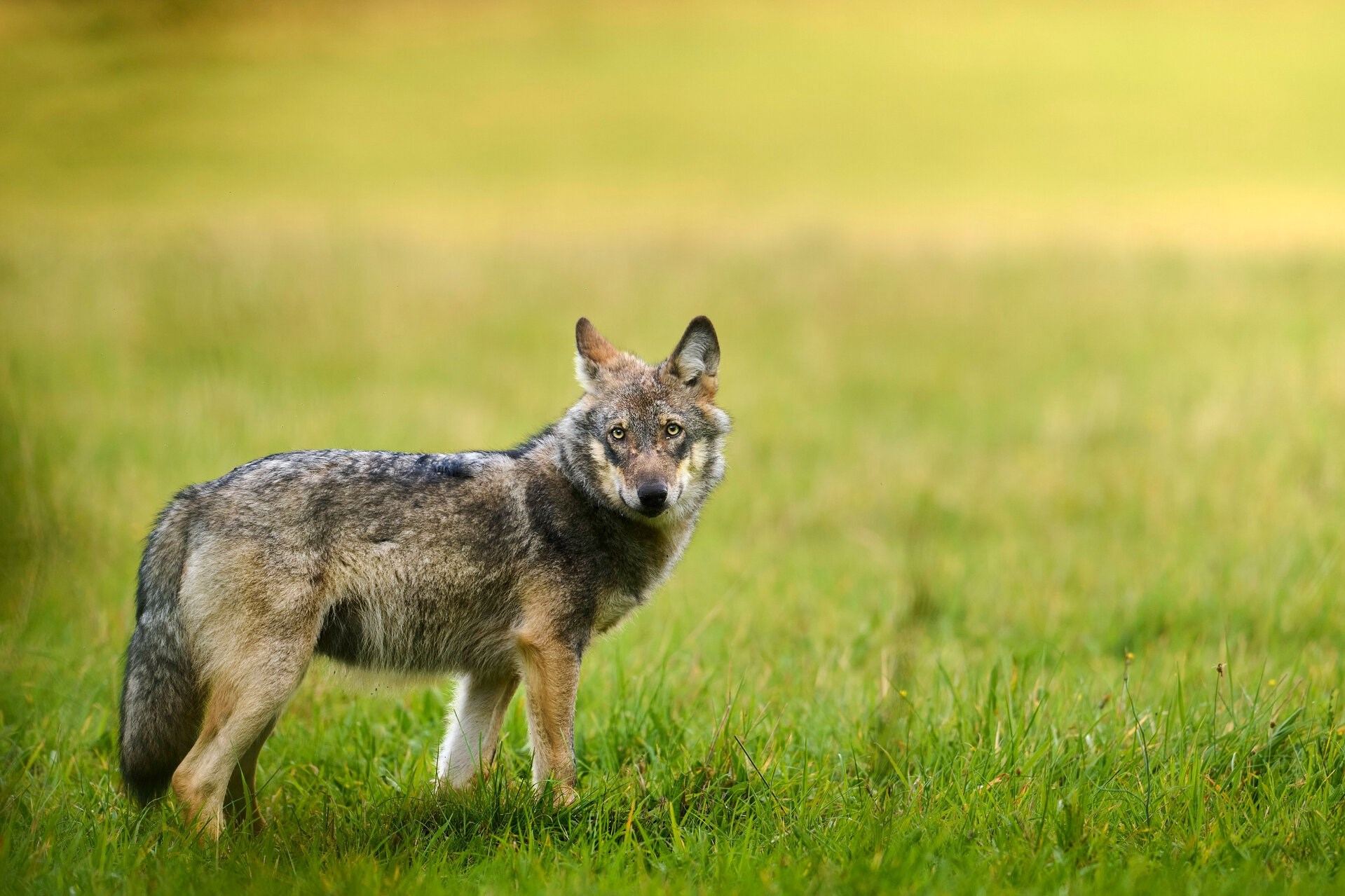 1. Ulve er familiedyr