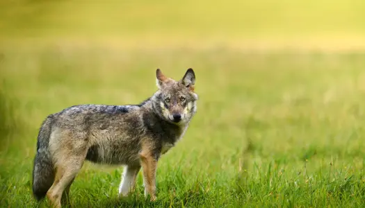 1. Ulve er familiedyr