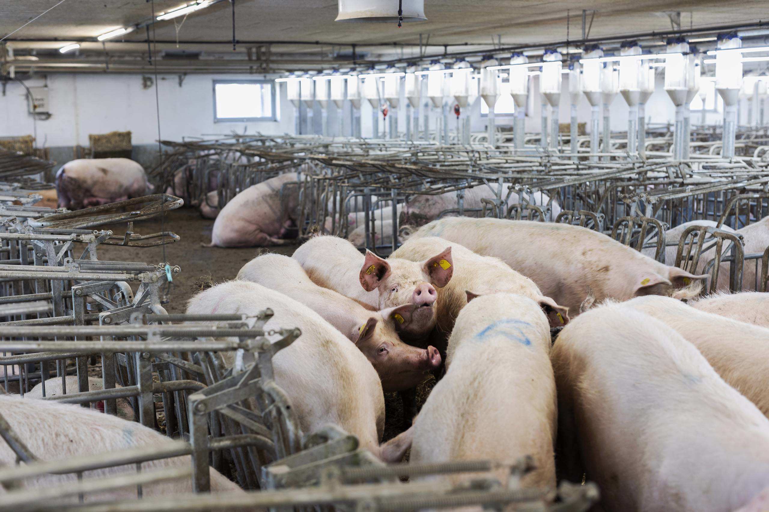 Udvikling af landbruget afvikler landsbyerne