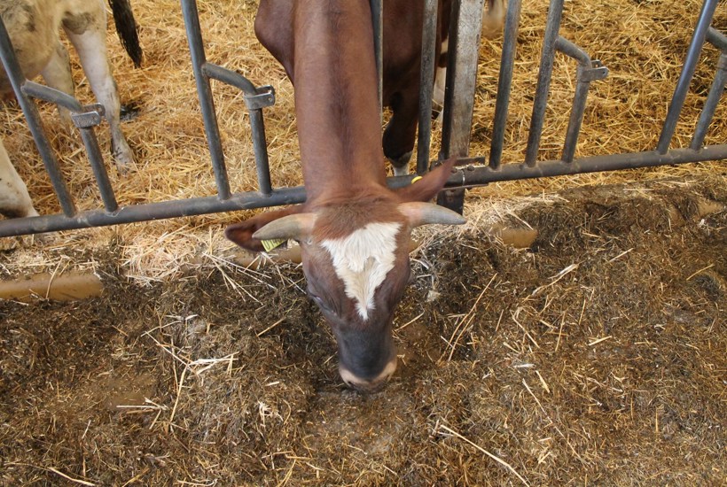 Treparten vil fjerne knap hver tredje landbrugsdyr i områder