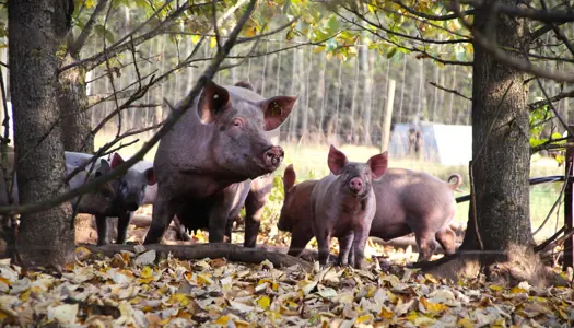 Vi kæmper for et værdigt dyreliv