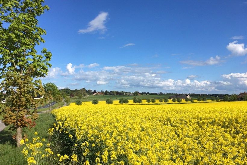 EU’s landbrugsstøtte skal drive grøn omstilling – ikke fastholde status quo