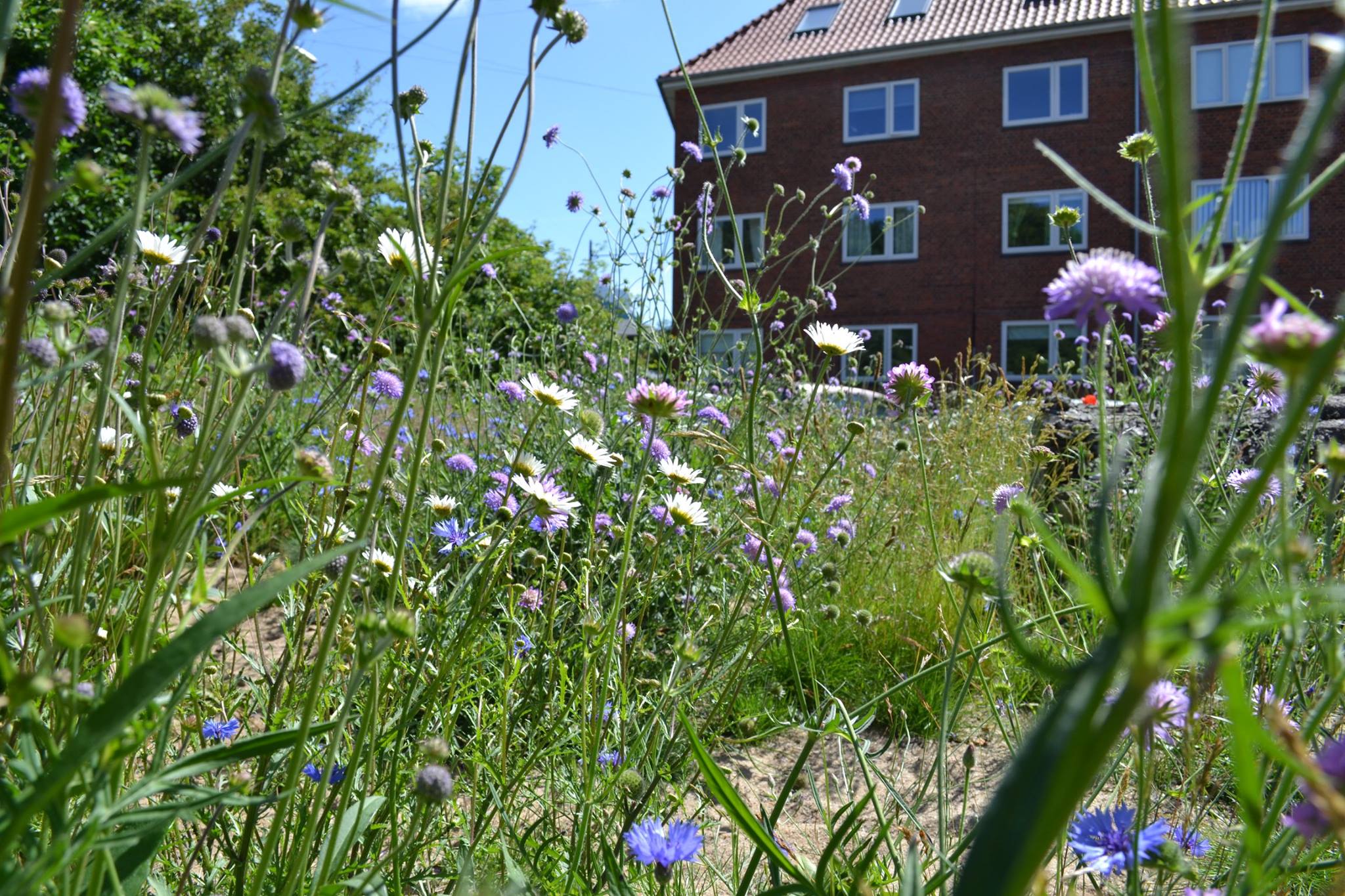 Et lille overdrev i Aarhus
