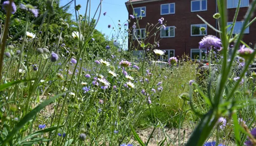 Et lille overdrev i Aarhus