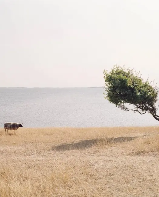 16. Forvandlings-landskab på Fyns Hoved