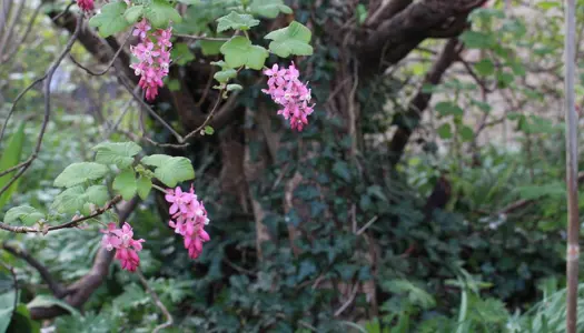 En vildere have gavner klimaet
