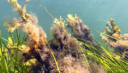 Hvorfor er ålegræs vigtigt?