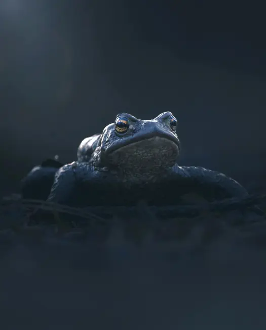 Fantastiske skabninger: Skrubtudsens store forårsvandring 