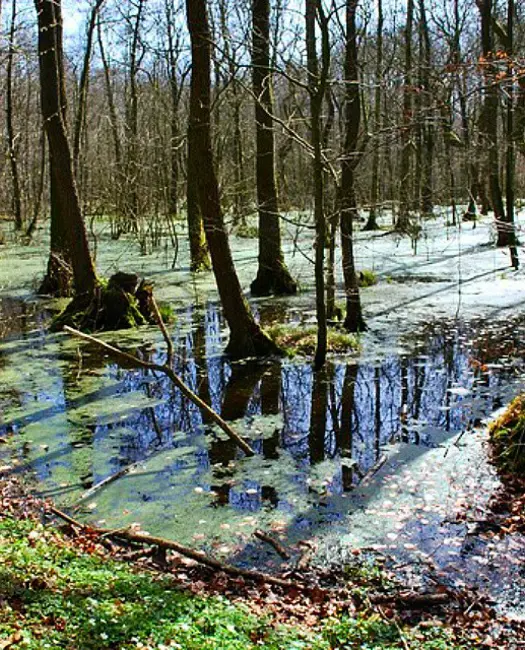 Mange forskellige dyr i Bolderslev Skov