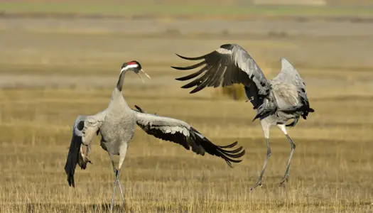 Fantastiske skabninger: Trompeterende kæmpefugl overvintrer i Danmark