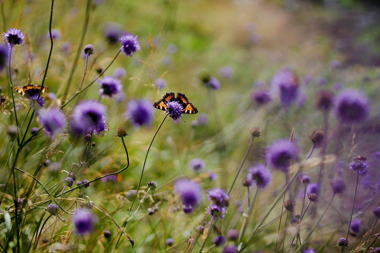 Som medlem skaber du grøn forandring