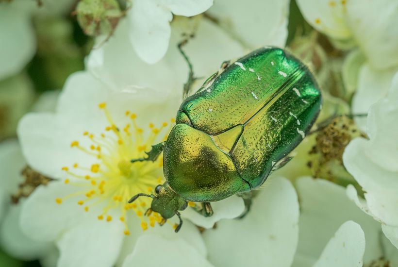 Grøn guldbasse på jagt efter dine blomster 