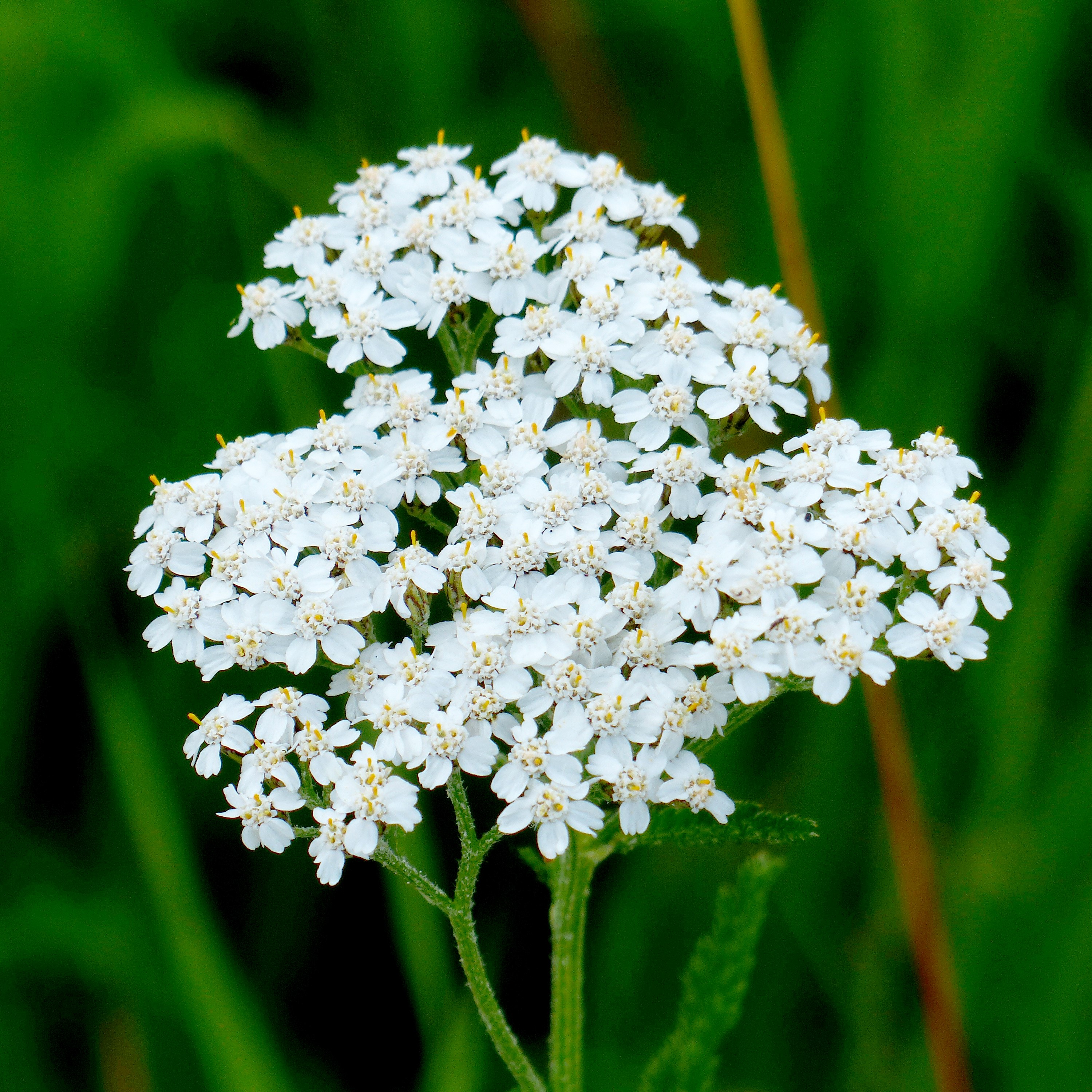 Almindelig røllike (Achillea millefolium)