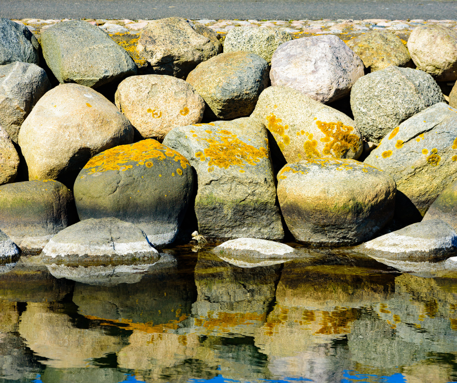 Sådan arbejder vi for stenrev