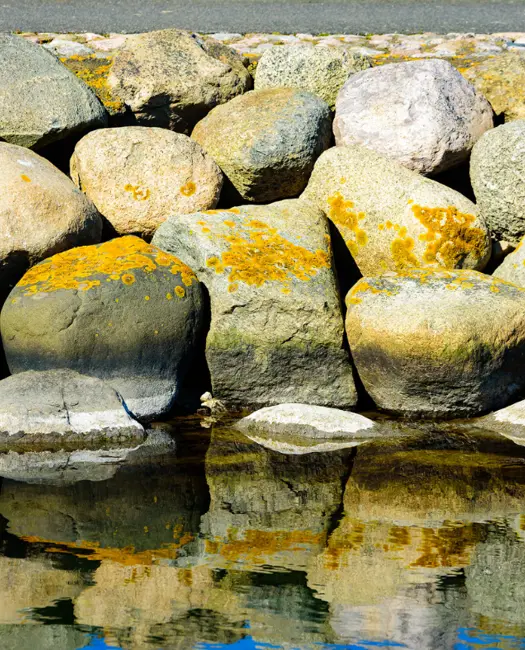 Sådan arbejder vi for stenrev