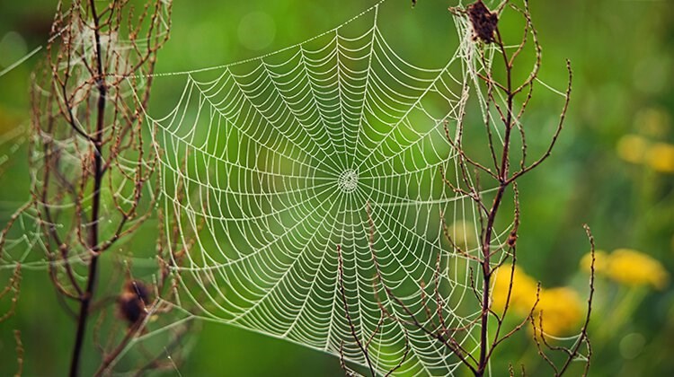 Fantastiske skabninger: Edderkoppens fine spind