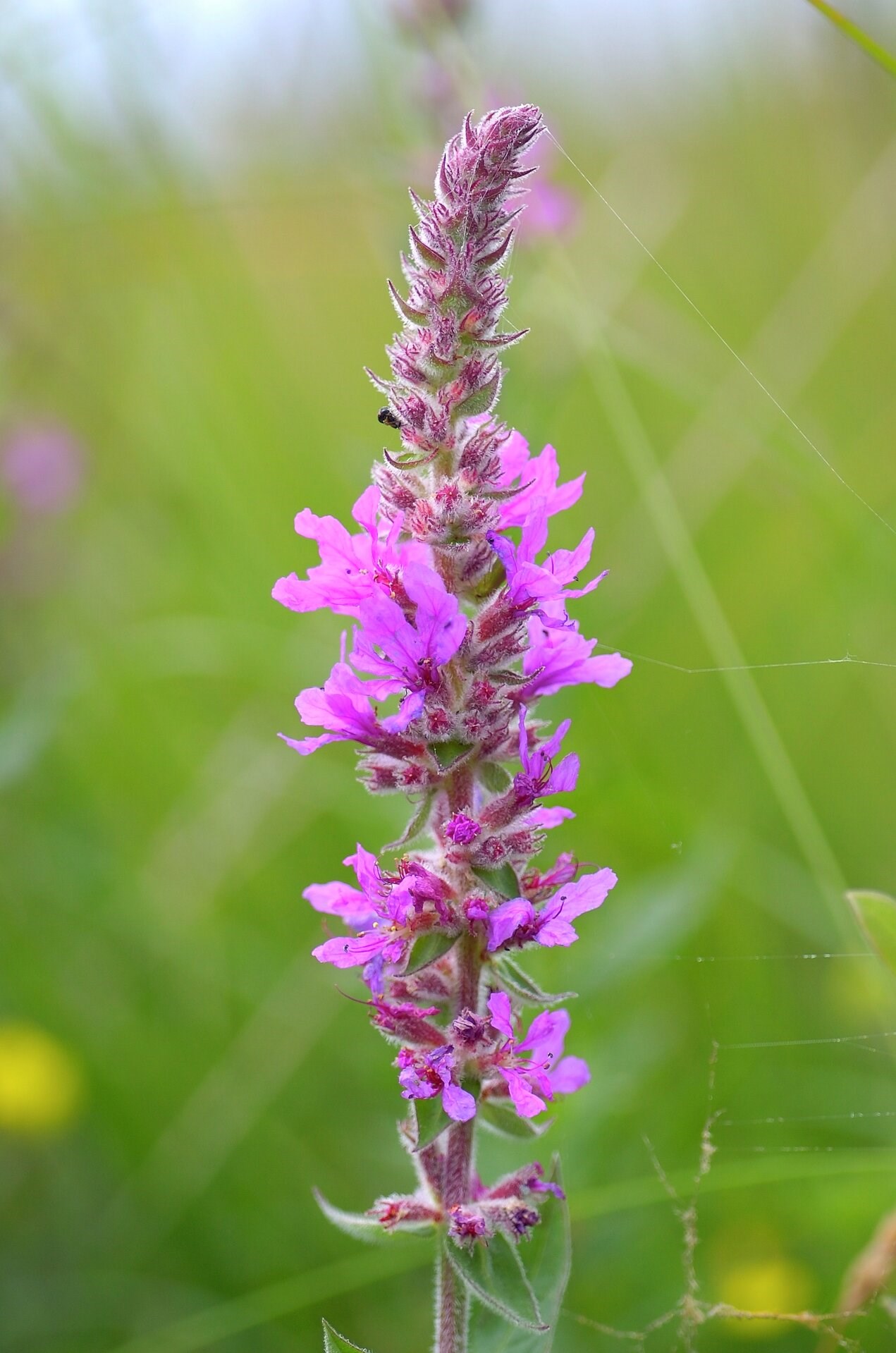  Kattehale (Lythrum salicaria)
