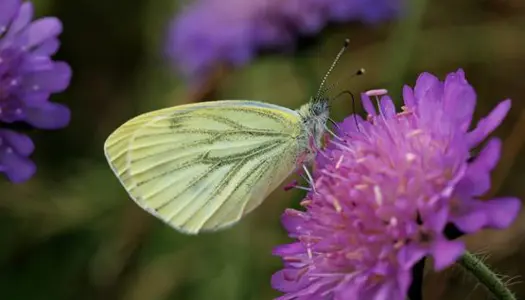 12. Grønåret kålsommerfugl
