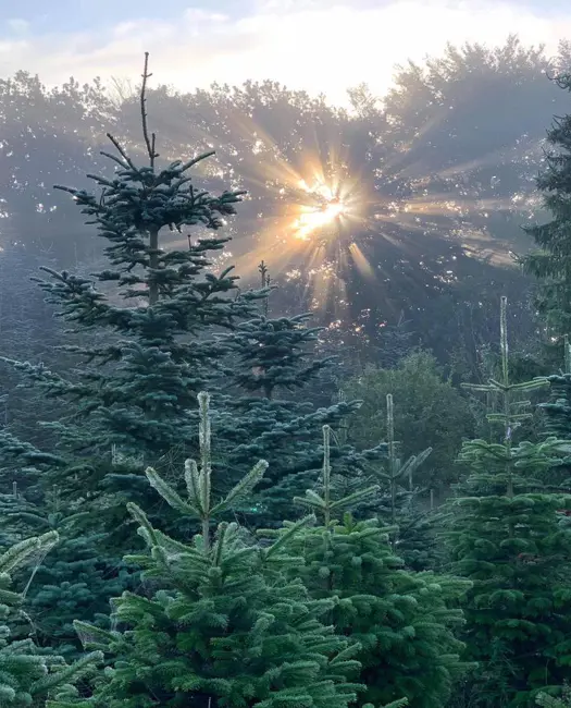 Grangården i Skanderborg sælger økologiske juletræer