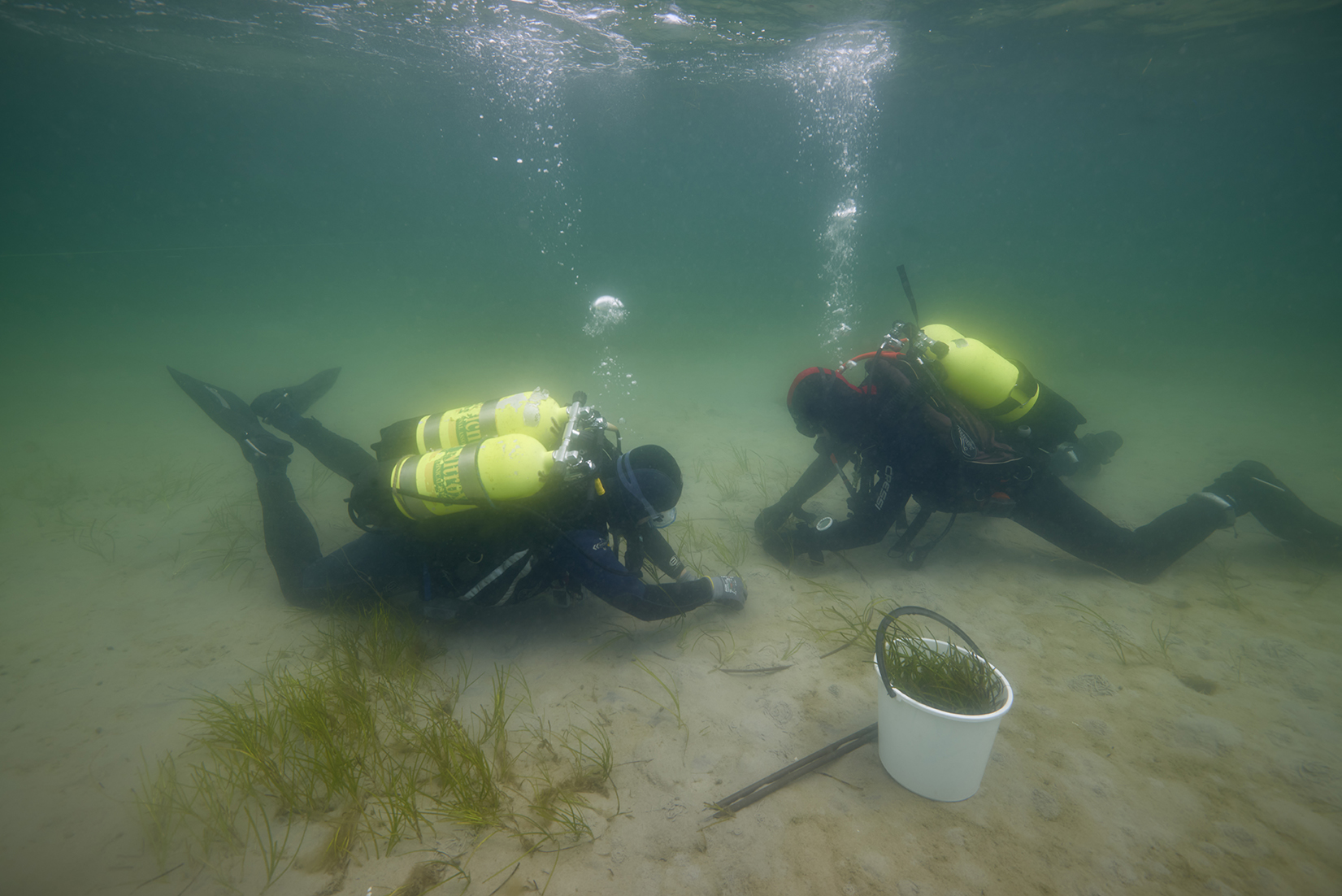 Sådan redder vi ålegræsset