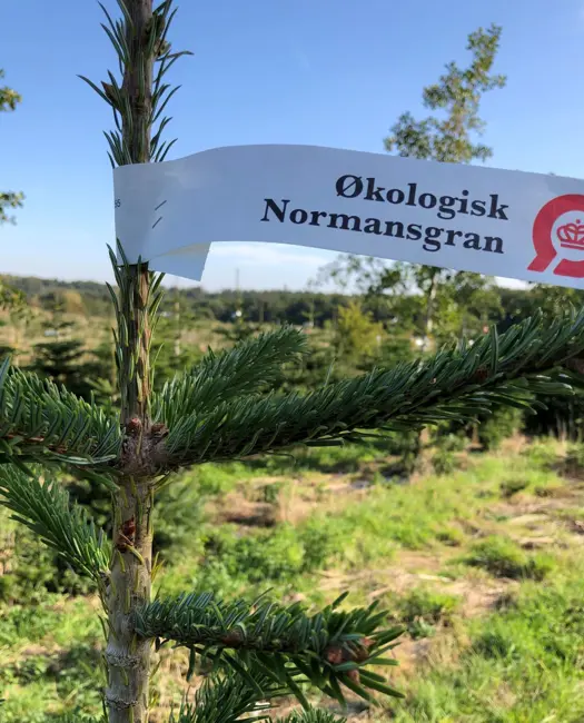 1. Vælg et økologisk juletræ