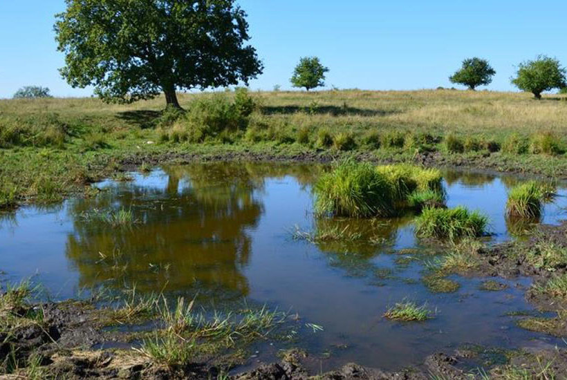 Danmarks Naturfredningsforening glæder sig over politisk aftale om arealomlægning