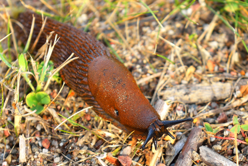 Elsker dræbersneglene din have? Her er, hvad du kan gøre 