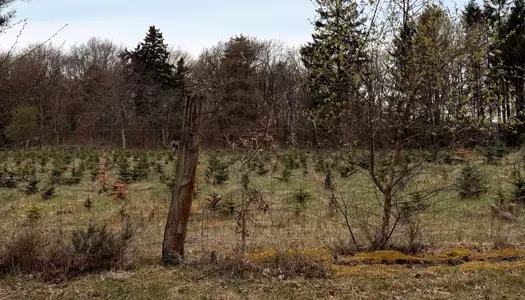 Danske produktionsskove er gennemskåret af hegn  
