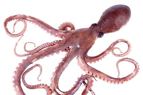 Fantastiske skabninger: Sådan overlever blæksprutter vinteren