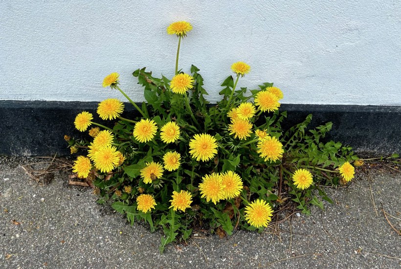 5 ‘ukrudtsplanter’ du har lært at hade, men som er vigtige for naturen (og din have) 