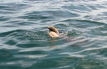 Lignede en plastdunk