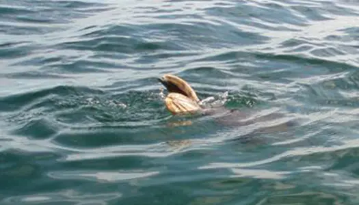 Lignede en plastdunk