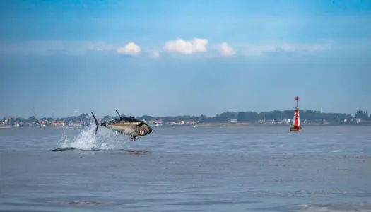 Rigelig mad i Øresund lokker 300 kilo tunge tun tilbage