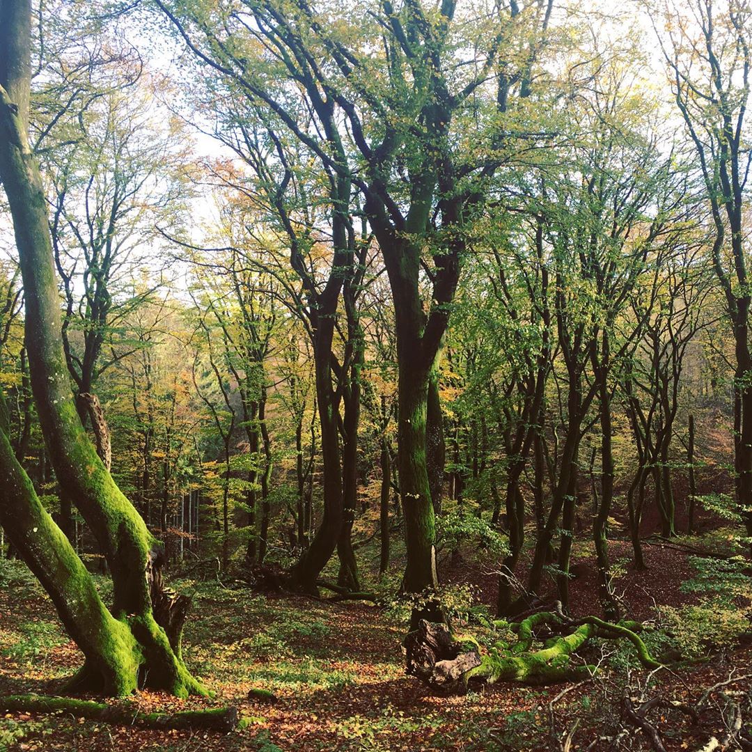 Besøg eventyrlige Rold Skov