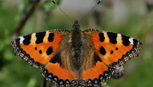 4. Nældens takvinge