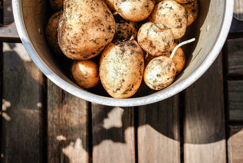 Danmark tillader igen brug af forbudt sprøjtegift