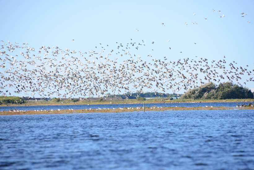 6 grunde til at en ny motorvej tværs over Limfjorden er en dårlig idé