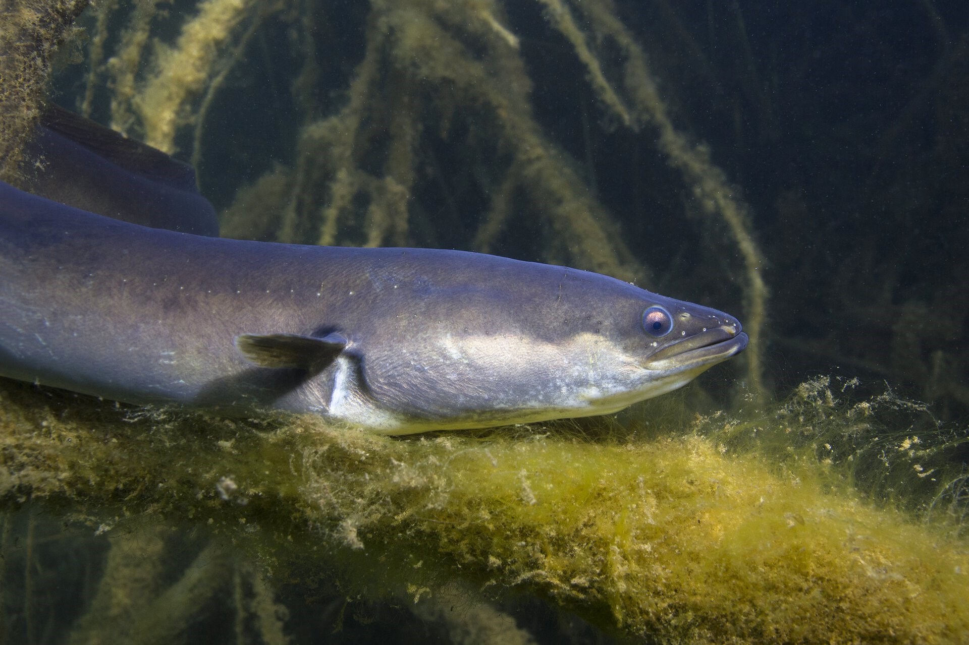 Eksperter om ål: Fuld stop for al form for fiskeri - nu!