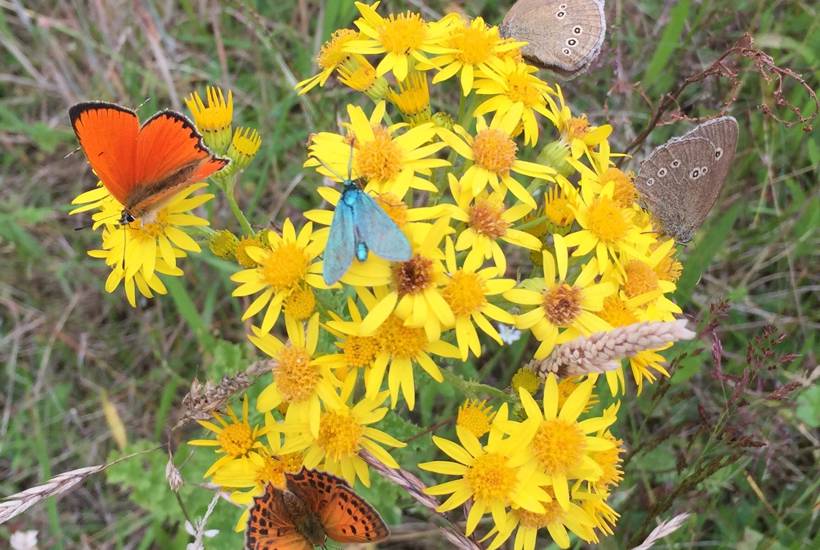 Engbrandbæger i den gule førertrøje i år