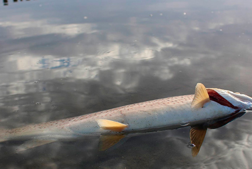 Naturvenner kræver politisk handling efter rapport om massivt iltsvind