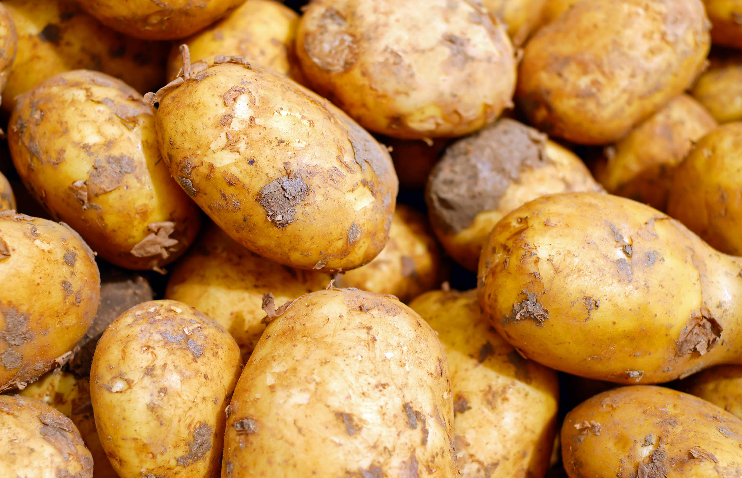 Trods EU-forbud: Danske kartoffelavlere må igen bruge farlig sprøjtegift